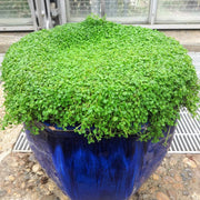 Mini Mint Seeds - Herbal Seeds
