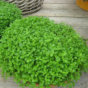 Mini Mint Seeds - Herbal Seeds