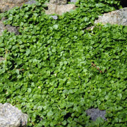 Mini Mint Seeds - Herbal Seeds