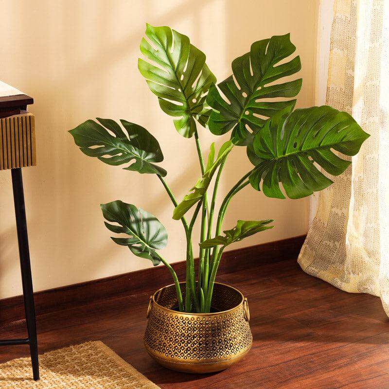 Mini Monstera Seeds - Tropical Ornamental Houseplant Seeds for Planting