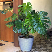 Mini Monstera Seeds - Tropical Ornamental Houseplant Seeds for Planting