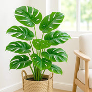 Mini Monstera Seeds - Tropical Ornamental Houseplant Seeds for Planting