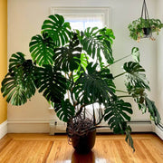 Mini Monstera Seeds - Tropical Ornamental Houseplant Seeds for Planting