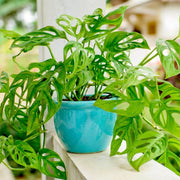 Mini Monstera Seeds - Tropical Ornamental Houseplant Seeds for Planting