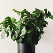 Mini Monstera Seeds - Tropical Ornamental Houseplant Seeds for Planting