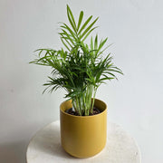 Mini Palm Plant Seeds - Tropical Ornamental Palm Seeds for Planting