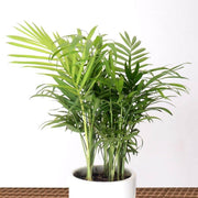 Mini Palm Plant Seeds - Tropical Ornamental Palm Seeds for Planting
