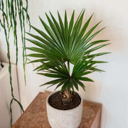 Mini Palm Plant Seeds - Tropical Ornamental Palm Seeds for Planting