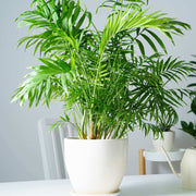 Mini Palm Plant Seeds - Tropical Ornamental Palm Seeds for Planting