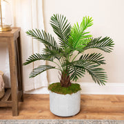 Mini Palm Plant Seeds - Tropical Ornamental Palm Seeds for Planting