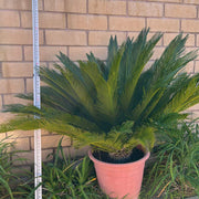 Mini Sago Palm Seeds - Tropical Ornamental Palm Seeds for Planting