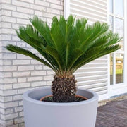 Mini Sago Palm Seeds - Tropical Ornamental Palm Seeds for Planting