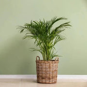 Mini Sago Palm Seeds - Tropical Ornamental Palm Seeds for Planting