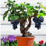 Miniature Bonsai Grape Seeds