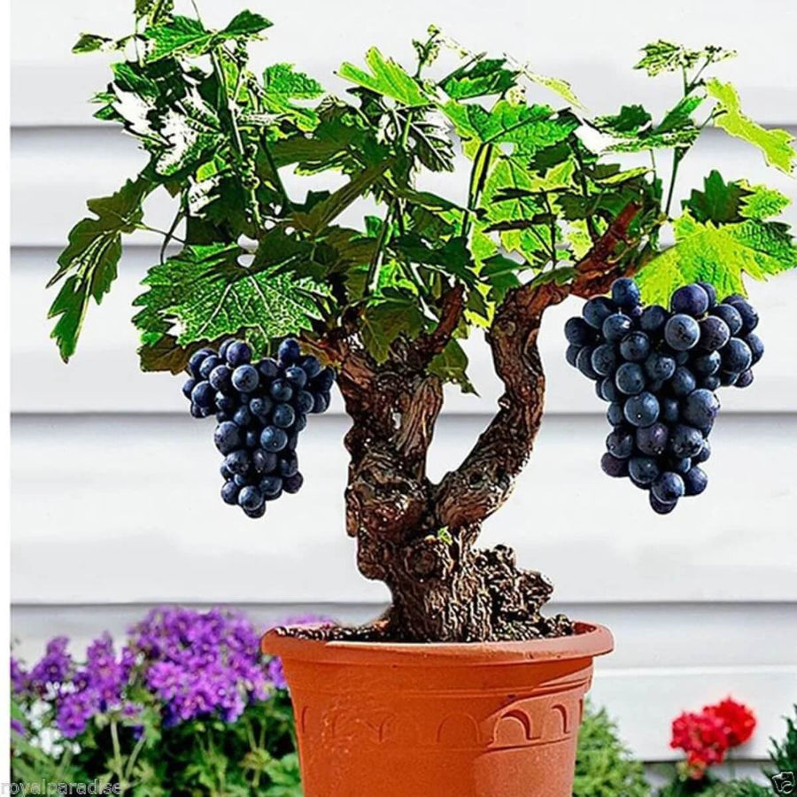 Miniature Bonsai Grape Seeds
