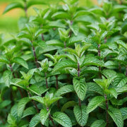 Miniature Mint - Herbal Seeds
