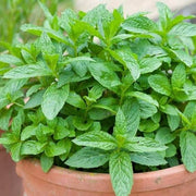 Miniature Mint - Herbal Seeds