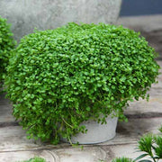 Miniature Mint - Herbal Seeds