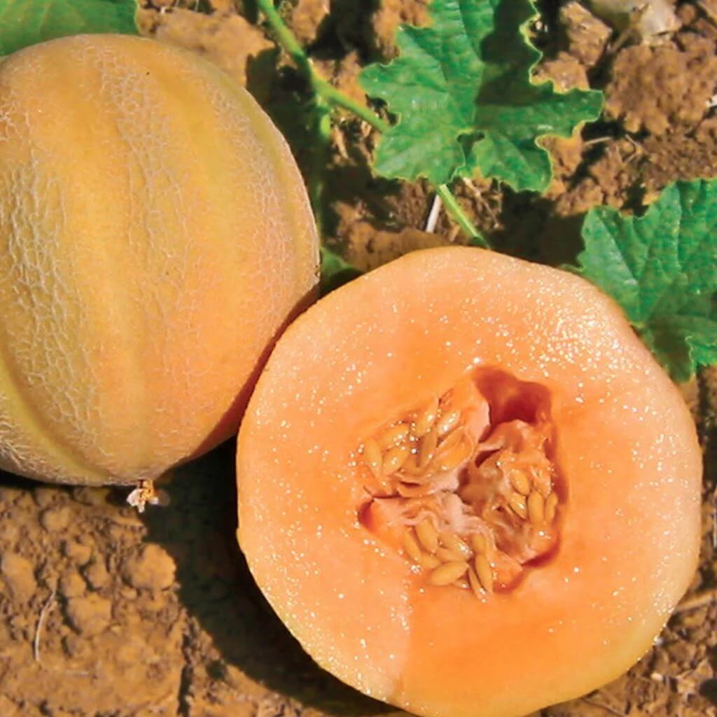 Minnesota Cantaloupe Melon Seeds
