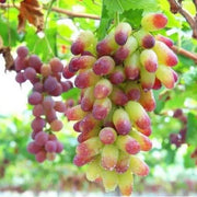 Miniature Pink Grape Seeds