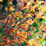 Hummingbird Mint Seeds