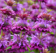 Bee Balm Lemon Mint Seeds, Herbal