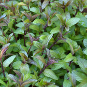 Chocolate Mint Seeds, Herbal
