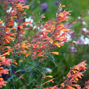 Hummingbird Mint Seeds