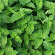 Mentha spp Mint Seeds