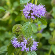 Pennyroyal Mint Seeds, Herbal