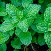 Peppermint Mint Seeds, Herbal
