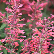 Red Heather Mint Seeds, Herbal
