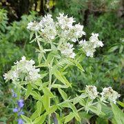 White Mountain Mint Seeds