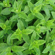 Wild Mint Seeds