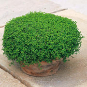 Green Mini Corsican Mint Seeds, Herbal