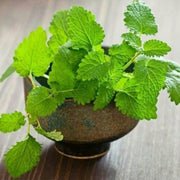 Mentha spp Mint Seeds