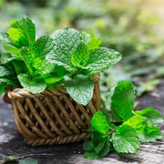 Peppermint Mint Seeds, Herbal
