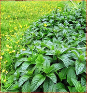 Wild Mint Seeds