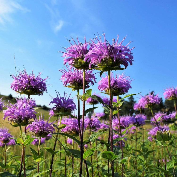 Bee Balm Mix Mint Seeds, Herbal