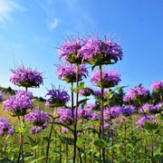 Bee Balm Mix Mint Seeds, Herbal