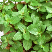 Chocolate Mint Seeds, Herbal