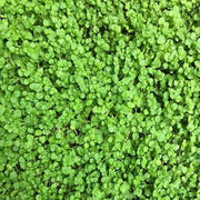 Corsican Mint Seeds