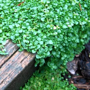 Mini Corsican Mint Seeds