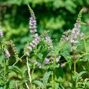 Pink United Mint Seeds, Herbal