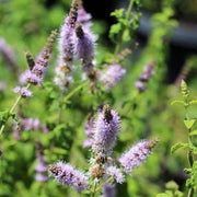 Purple Mint Seeds, Herbal