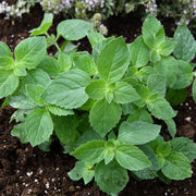 Mint Seeds - All In One For Home Gardens