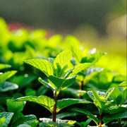 Mint Seeds - All In One For Home Gardens