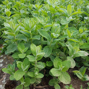Mint Seeds - All In One For Home Gardens
