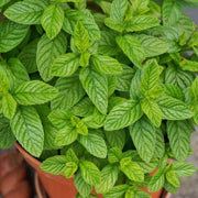 Mint Seeds - All In One For Home Gardens