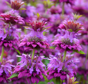 Bee Balm Mix Mint Seeds, Herbal